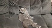 Самые разговорчивые кошки: 7 пород, которые любят помяукать с хозяином