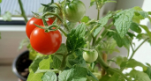 Как превратить безвкусные магазинные помидоры в сладкие и ароматные: простой и рабочий способ