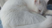 7 вещей, которые нужно срочно убрать из дома, где живёт кошка: это очень опасно