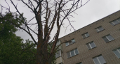 Упавшее дерево перекрыло движение по улице Циолковского в Липецке