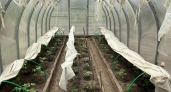 Старый тюль - сокровище для хозяйки: 3 идеи, как эффективно применить их на даче