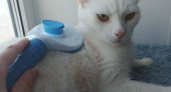 Кошки, которые обгоняют собак по уму: 4 породы, запоминающие команды с первого раза