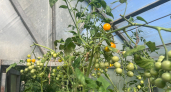 1 ложка на ведро — и кусты наливают плотные мясистые плоды до октября: томатный цех на даче