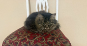 Кошки, которые запоминают команды мгновенно: 4 породы, способные перехитрить собаку