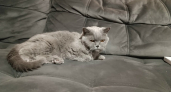 Спокойные кошки для семьи: которые не портят мебель, не будят по ночам и дружат с собаками