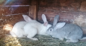 Нужно ли нести кур и кроликов в МФЦ: вот зачем россиян заставили их регистрировать 