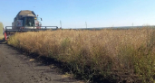 Урожай масличных в регионе перевалил за 140 тысяч тонн