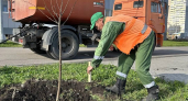 В новых микрорайонах Липецка появились десятки молодых деревьев