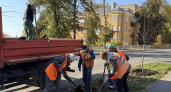 В Соколе высадят почти 100 новых деревьев