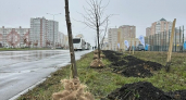 На улице Эдуарда Белана высадили новую аллею из 92 лип