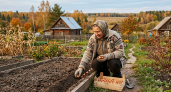 Сажаю лук под зиму по советской методичке — растет без стрелок и высохшего севка: луковицы впечатлят