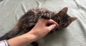 Учёные назвали тип людей, которых на самом деле любят кошки: дело не в еде