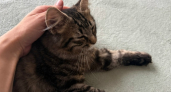 Топ-5 пород кошек-долгожителей: мурлыки, которые остаются рядом десятилетиями
