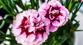 Вместо бархатцев на даче сажаю более полезный цветок — лучшая защита огорода от тли, клещей и других вредителей