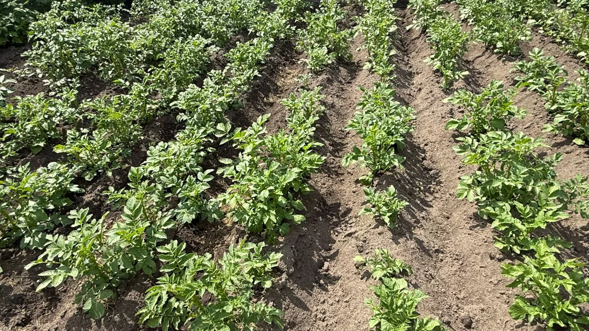 Нашла идеальный сорт картофеля — растет сам и радует урожаем: 730 кг с сотки, отличный вкус, а лежит до мая