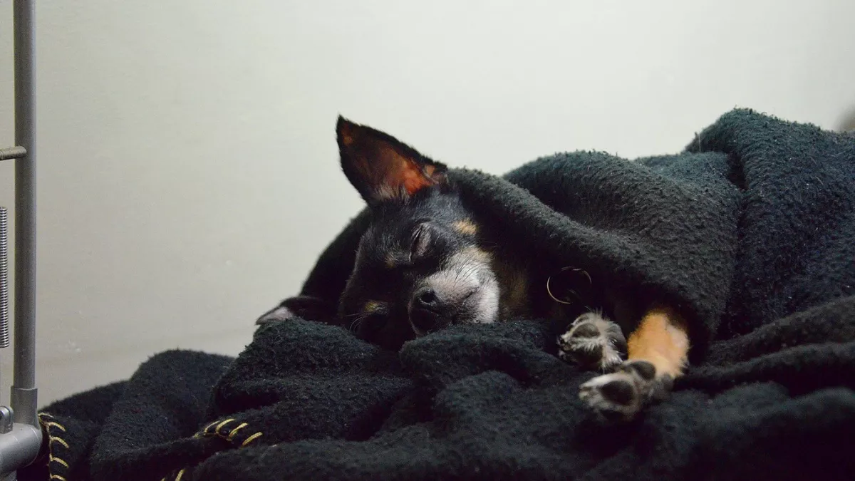 Не 6 и даже не 8: китайские ученые назвали точное количество часов сна, необходимое человеку