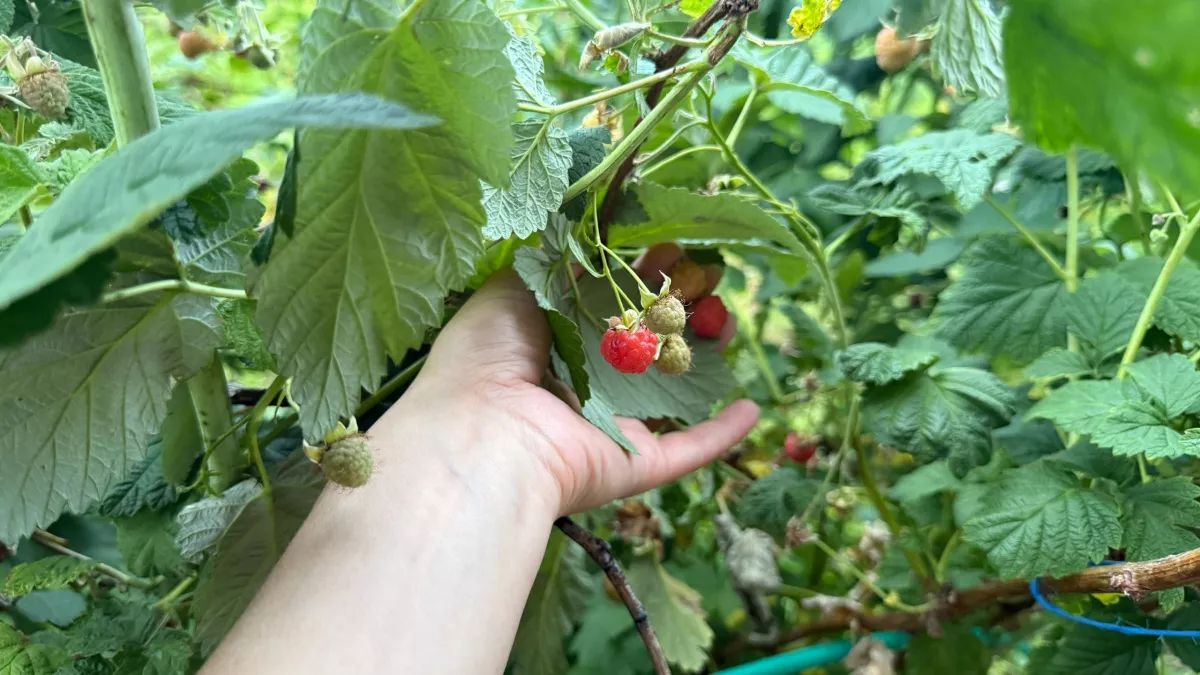 Малина размером со сливу, а слаще меда: 5 пять сортов для сладкого и рекордного урожая с июня до заморозков