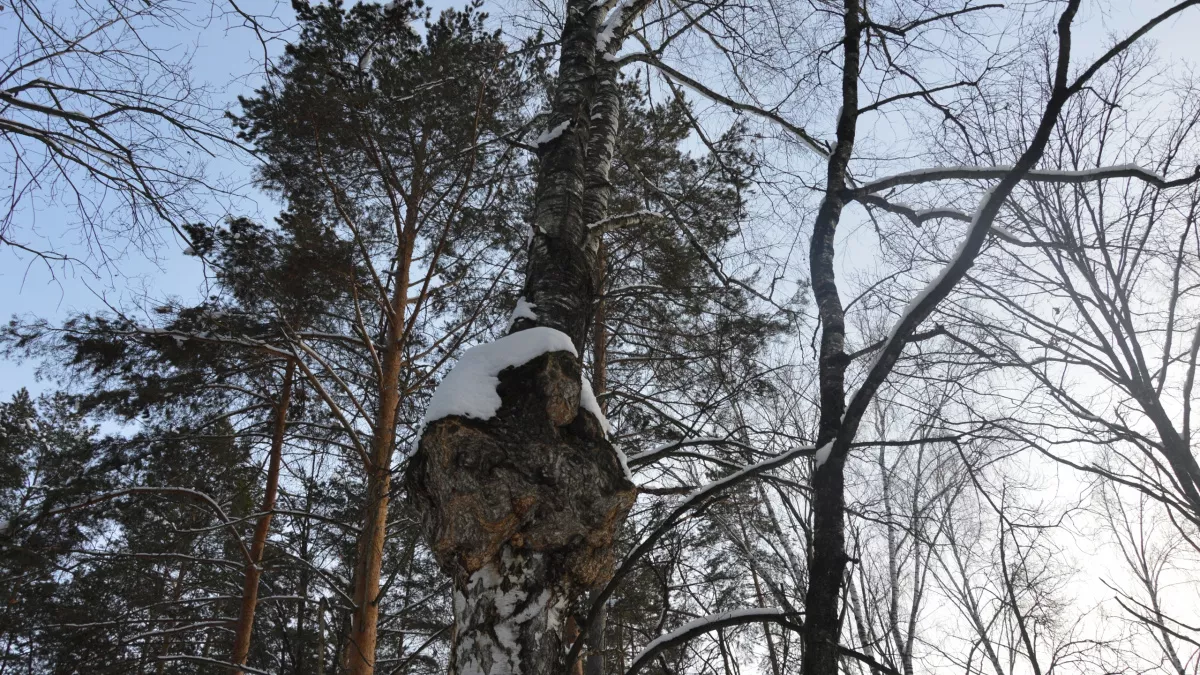 Липчан на выходных ждут метели и температурные качели