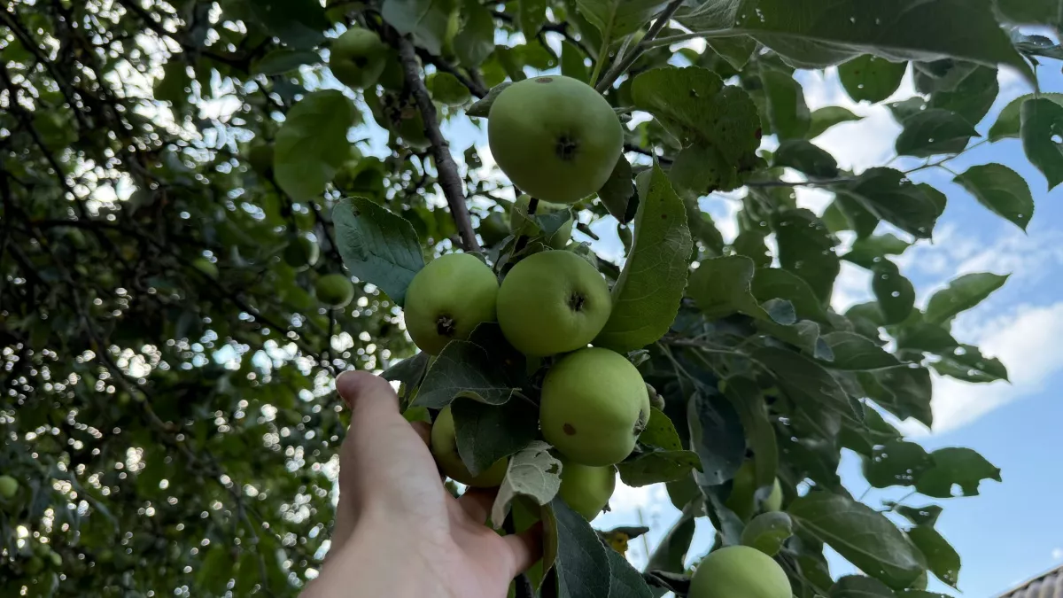 Муравьи и тля испарятся на веки: как легко защитить яблони – простой метод с бонусом от червей