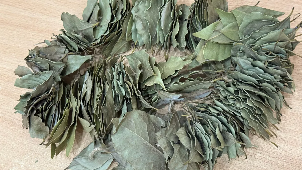 На кухне аромат как в ресторане: шеф-повар рассказал, где правильно хранить лавровый лист — оказалось, не в шкафу