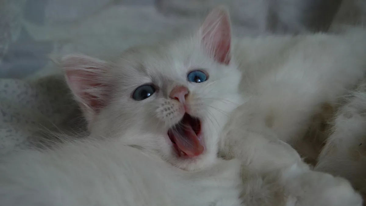 Почему кошка лижет вам подмышки: милая привычка или сигнал об опасности