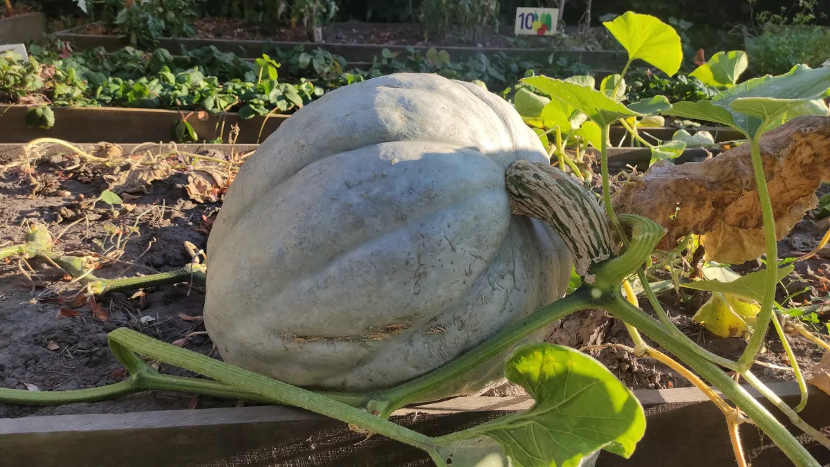 Выбрала эти 2 сорта тыквы — и не прогадала: самые вкусные, надёжные и мясистые