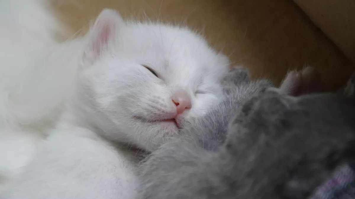 Что на самом деле нравится кошкам: 9 вещей, которые делают их счастливыми