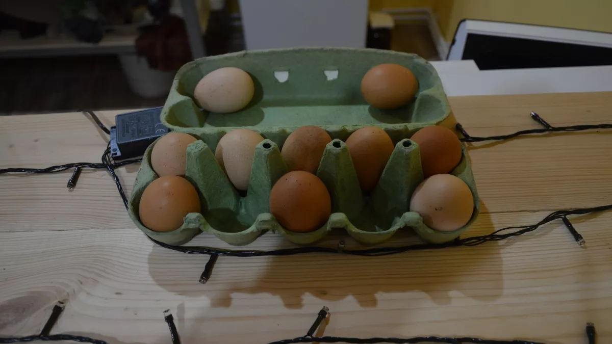 Вареные яйца нельзя класть в холодную воду - запомните раз и навсегда. Вот как правильно