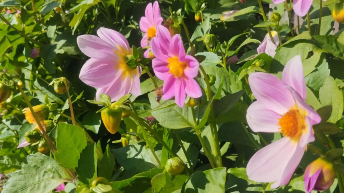 Садим в марте – и эта красота будет цвести до поздней осени, пока не начнутся морозы