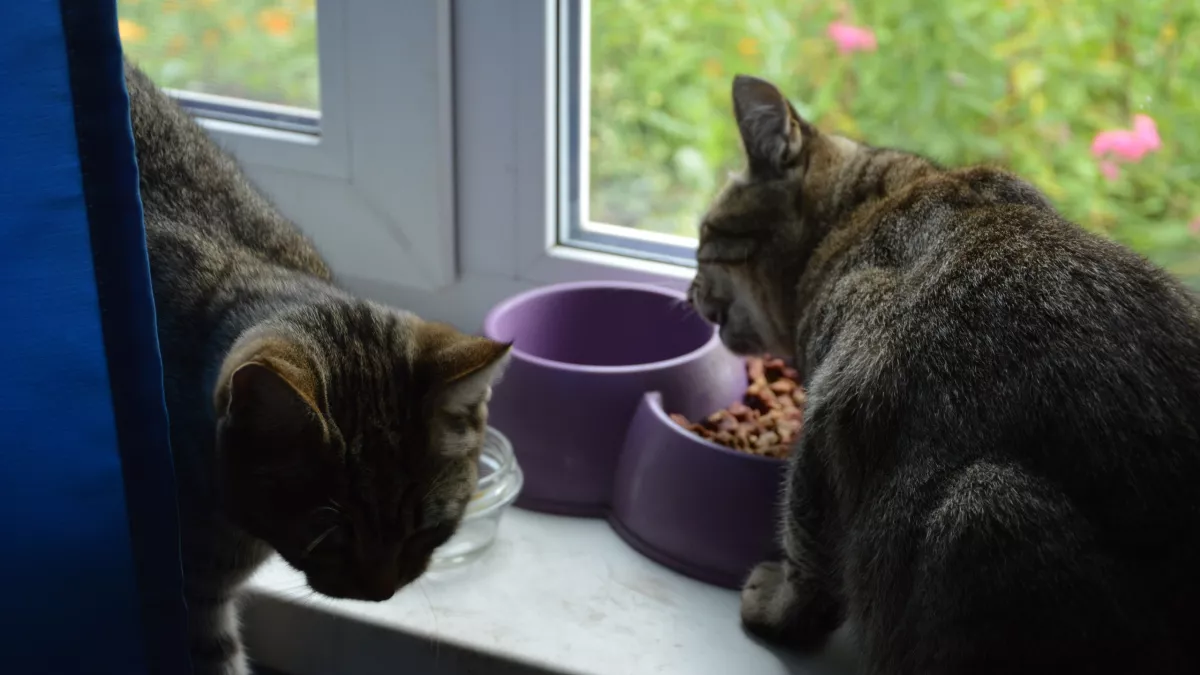 Можно брать хоть по 10 пачек: лучшие влажные корма для кошек по версии Роскачества