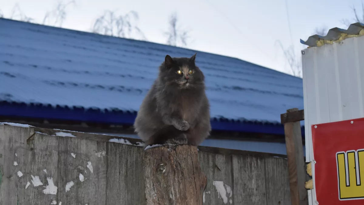 Благодарны ли уличные кошки, когда их забирают домой — запомните раз и навсегда