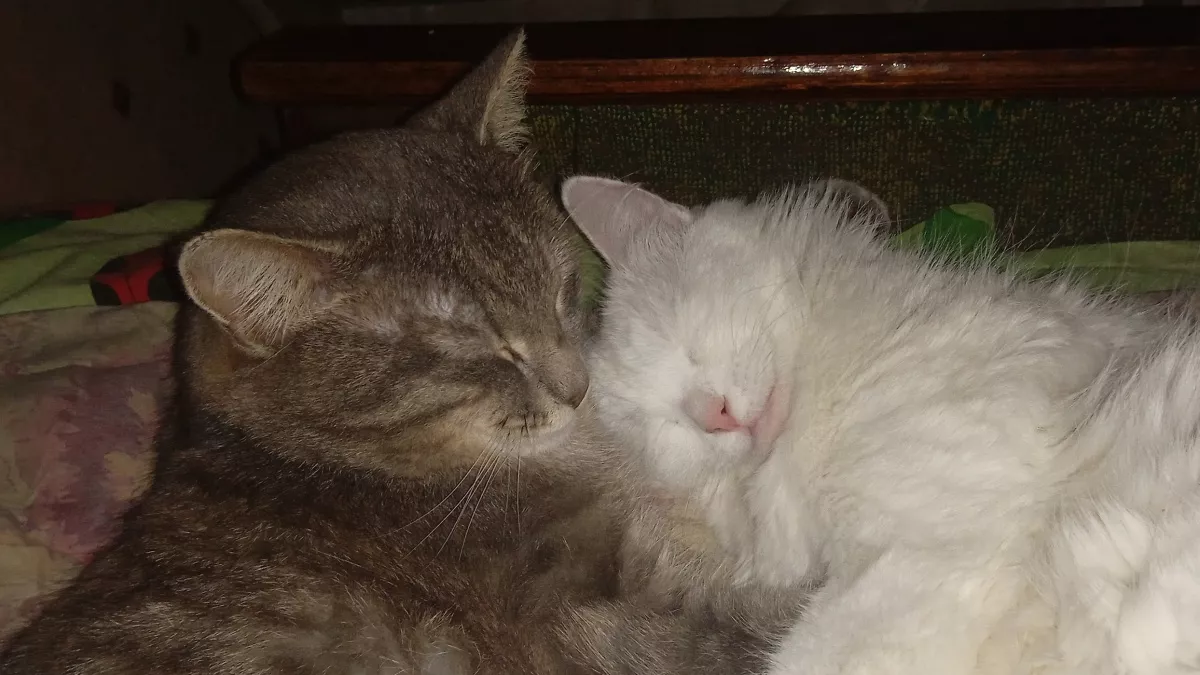 Не линяют, не пахнут и редко болеют: 4 породы кошек для тех, кто ценит чистоту и спокойствие