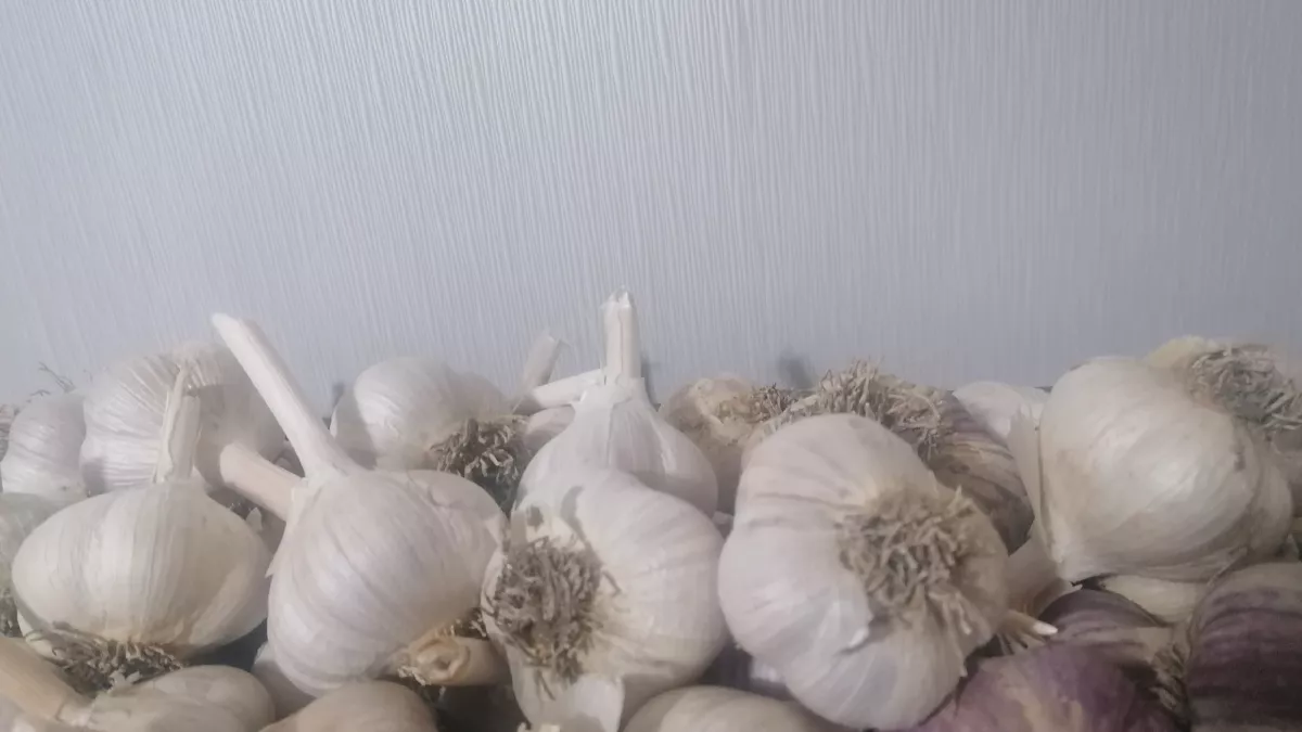 90% людей едят чеснок неправильно: раньше и я делал так делал — а теперь узнал правило «10 минут»