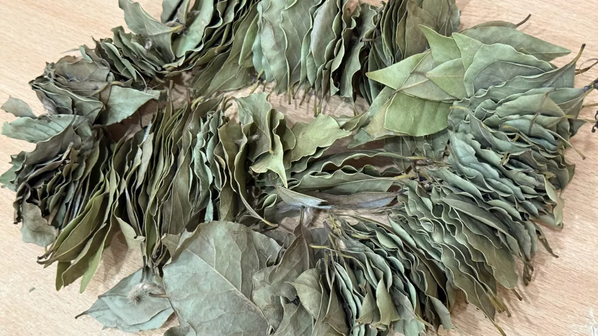 Лавровый лист использую не только для супа: вот как он поменяет ваш дачный участок – теперь все соседи спрашивают, в чем секрет