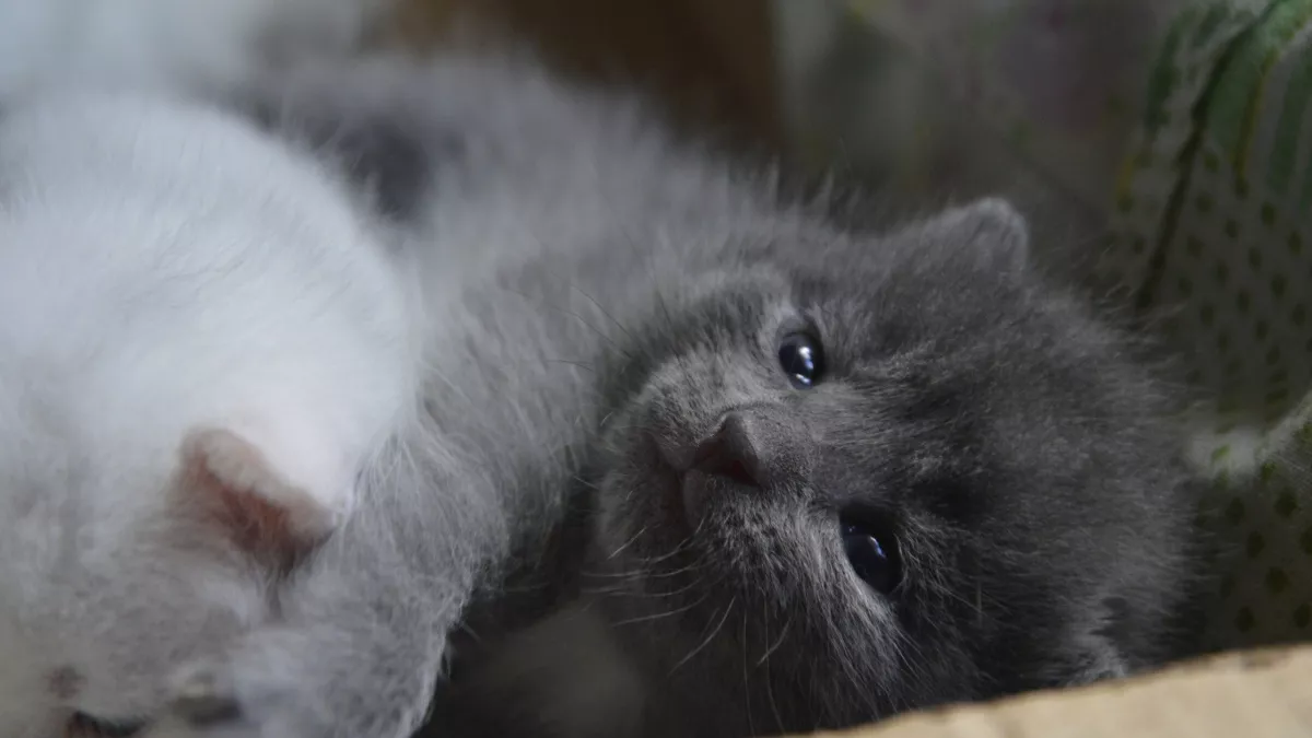 Почему одни кошки обожают ласку, а другие нет: оказывается, дело не в характере