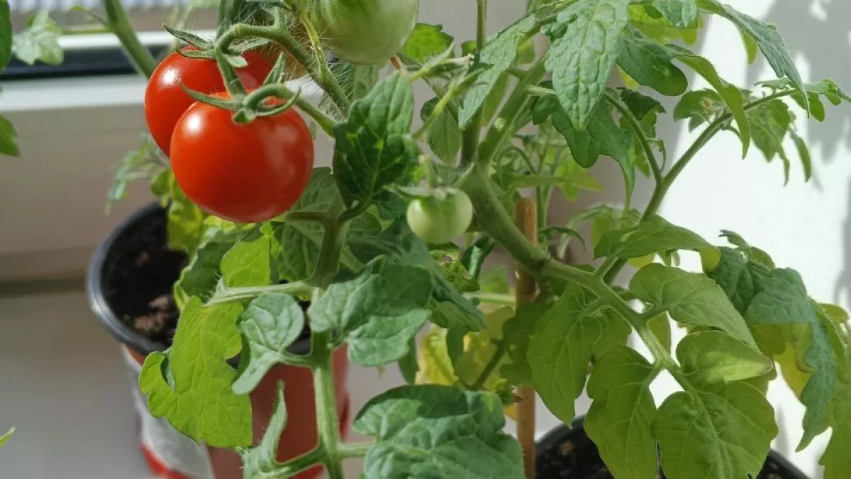 1 ложка на литр: томаты растут как на дрожжах, больше не болеют и растут толстым крепышом – вот как сею помидоры