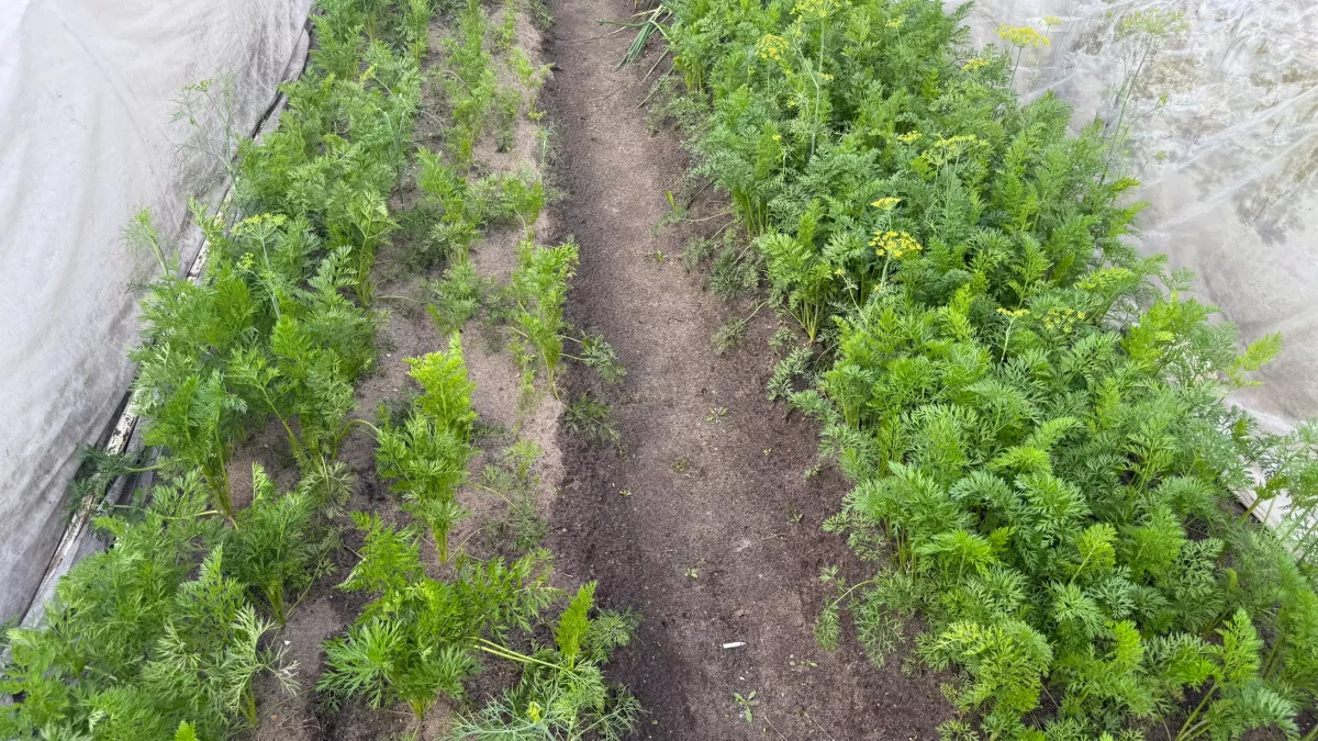 Другие сорта я больше не ищу: 5 лет как нашла идеальный сорт моркови, не устаю хвалить — сладкая, сочная, неприхотливая