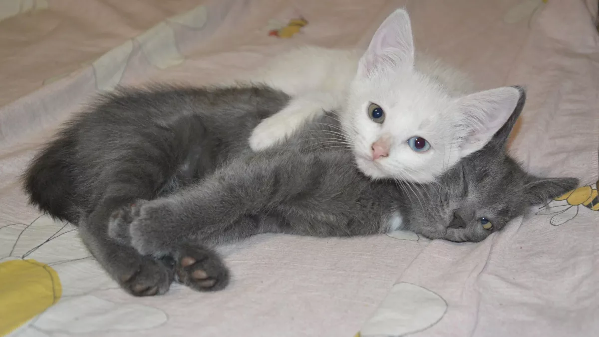 Милые только на фото: 5 пород кошек, которые не дадут вам расслабиться ни на минуту