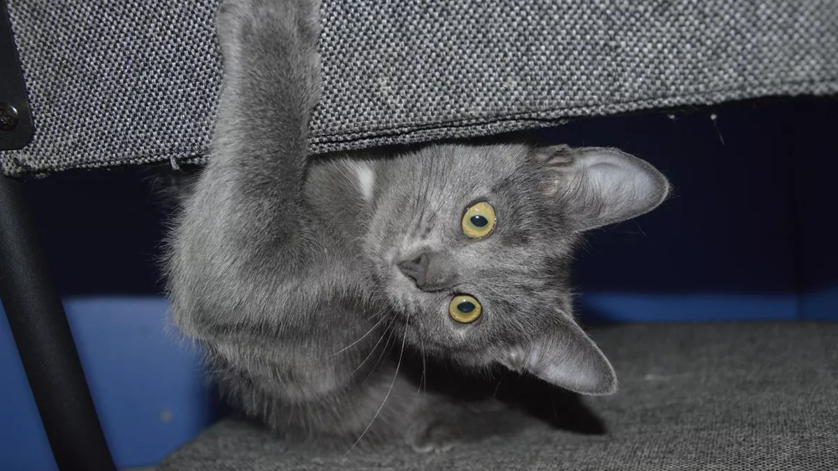 Почему кошка подходит к плохому человеку: как работает их «шестое чувство»