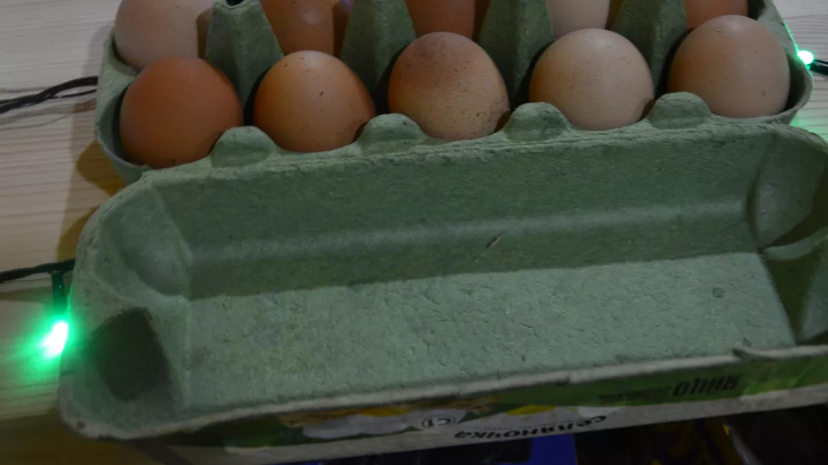 Вот почему яйца с коричневой скорлупой стоят дороже: есть ли разница на самом деле