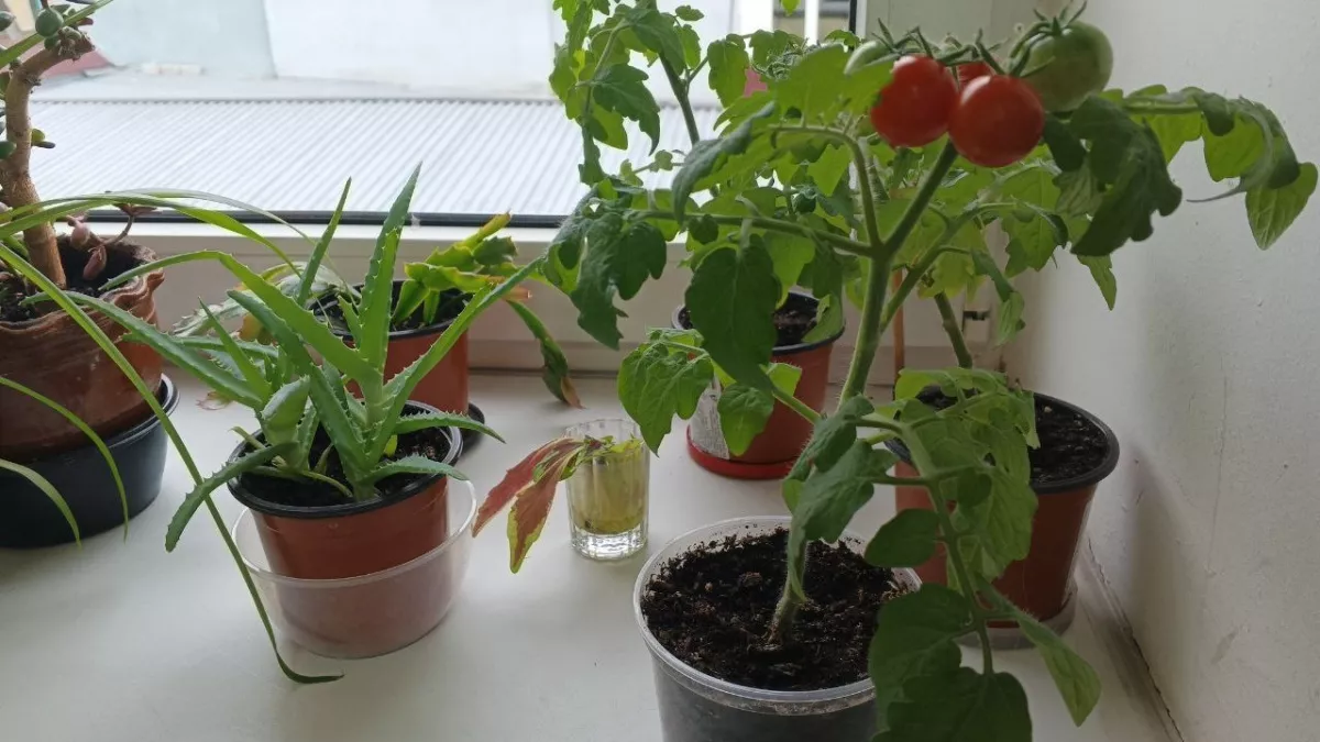 Сею в марте на рассаду семена 4 лучших сортов томатов - урожайность рекордная: 15-20 кг с 1 м2