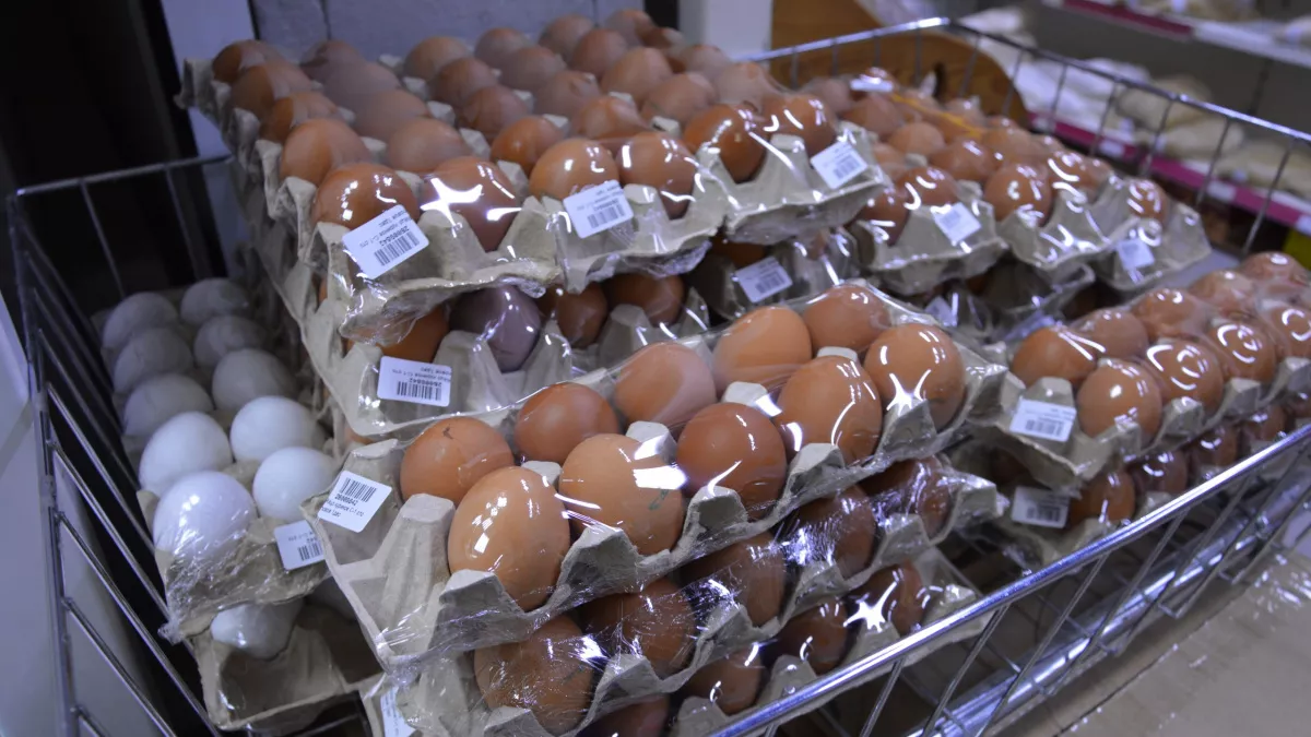 Не спешите выбрасывать картонки из-под яиц — они еще сослужат службу в хозяйстве