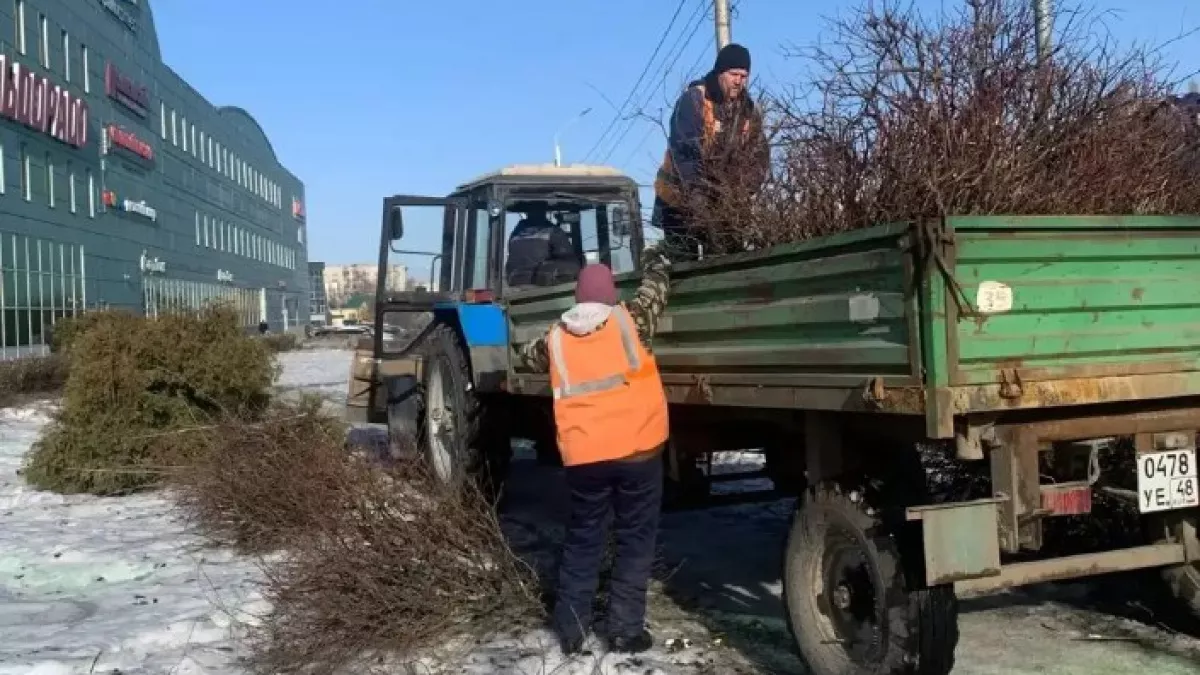 Липецкий Зеленхоз начал масштабные работы по обрезке насаждений