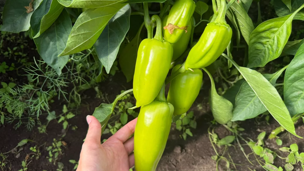 Лью под перцы и томаты каждые 2 дня: секрет ленивых дачников - не рассада, а крепкие "дубки"