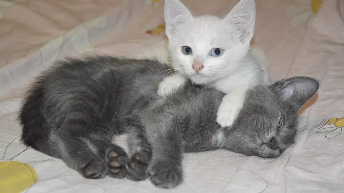 Идеальные кошки для дома: не линяют, не воняют и имеют крепкое здоровье