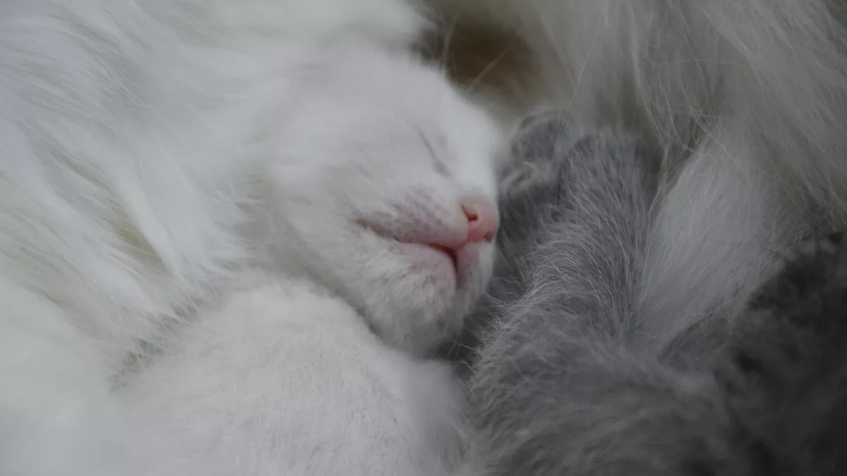 Почему кошка спит у двери и что она пытается сказать своим поведением – запомните раз и навсегда