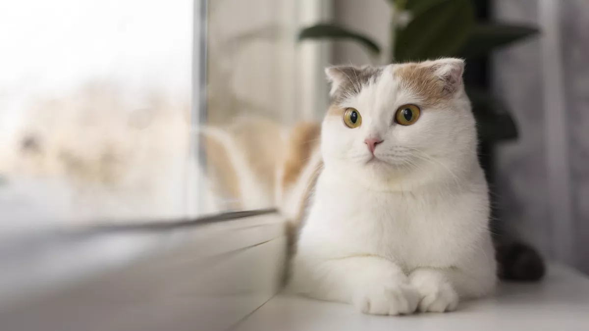 Кошки, которые не сходят с ума от одиночества — лучшие породы для работающих