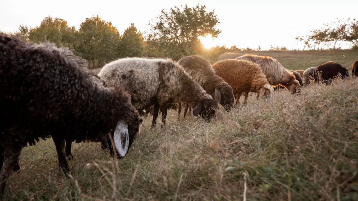 Сибирский пастереллез может добраться до липецких ферм