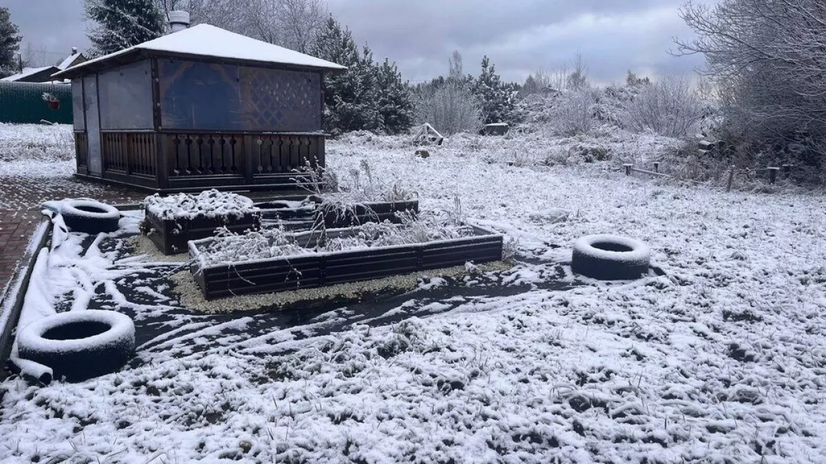 Лучше помета, дрожжей и навоза: посыпаем грядки в марте этим — тройная выгода уже в апреле