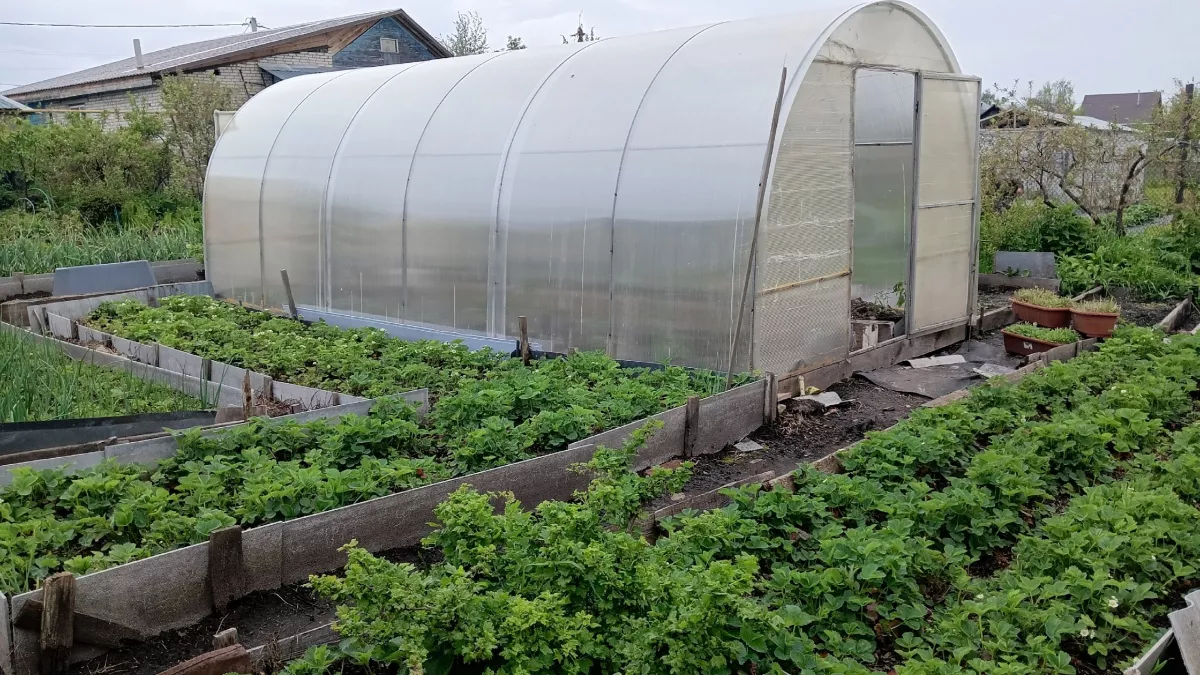 Штраф с небес на 50000: с марта владельцев дачных участков начнут штрафовать за растения по-новому